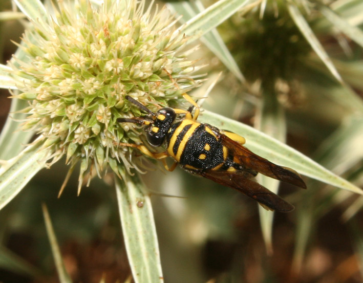 Leucospis gigas ♀